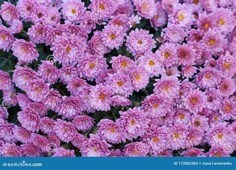 Decorative Composition Of Pink Chrysanthemum Autumn Bouquet Magenta