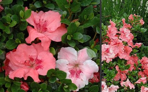 Buy Hilda Niblett Azalea Free Shipping Wilson Bros Gardens