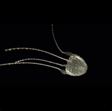 The Irukandji Jellyfish Is A Small Extremely Deadly Species Of