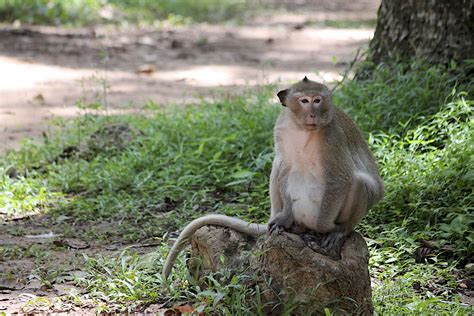 Cambodia Macaque Monkey | Shutterbug