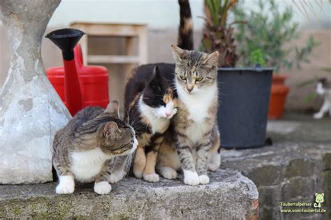 Katzenfeiertag Feral Cat Day In Großbritanien