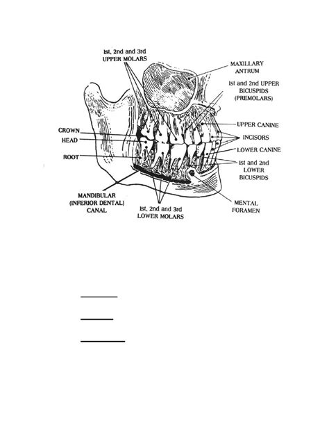 Figure 3 3 The Permanent Teeth Anatomy For X Ray Specialists