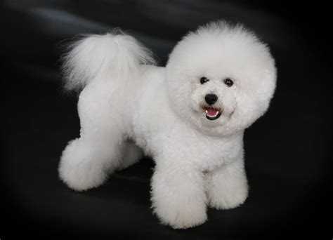 Bichon Frise Grooming Your Poodle With A New Look