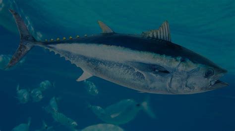 Tuna Fish Seashift Fishing Charters