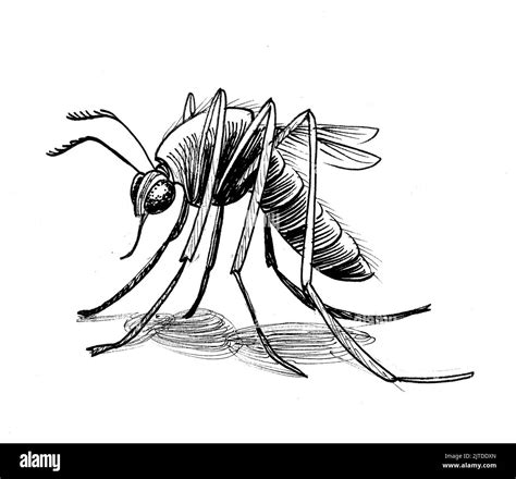 Mosquito Insect Ink Black And White Drawing Stock Photo Alamy