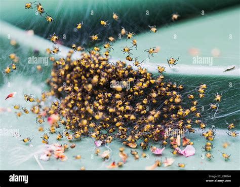 Baby Yellow Spiders High Resolution Stock Photography And Images Alamy