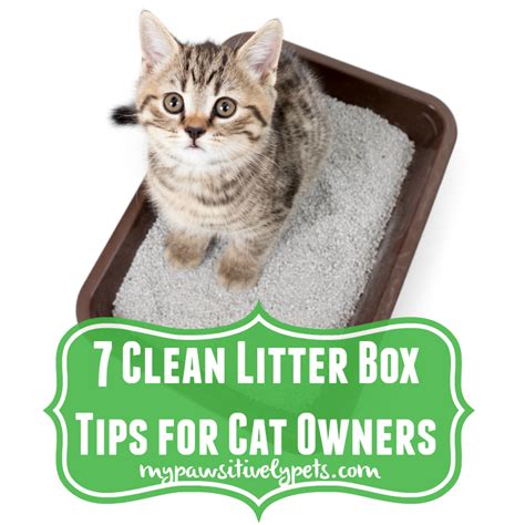 Some illnesses can make the cat feel a constant urge to go, while some cats just enjoy lying in a clean litter box. 7 Clean Litter Box Tips for Cat Owners | Pawsitively Pets