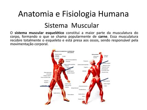 Ppt Anatomia E Fisiologia Humana Powerpoint Presentation Free