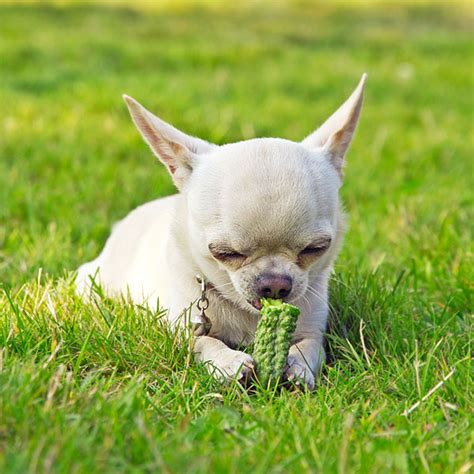Some dogs start barking when they find durian nearby or after eating it. Can Dogs Eat Tomatoes, Carrots, Celery and Other Vegetables?