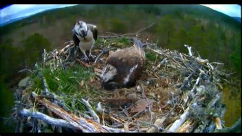 Loch Garten Ospreys 51416 950am Congrats Ej And Odin On Your 1st Hatch This Season Youtube