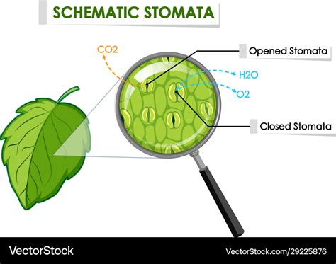 Diagram Showing Schematic Stomata On Leaf Vector Image