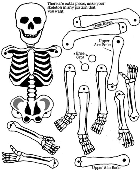 Skeleton Worksheet For Kindergarten