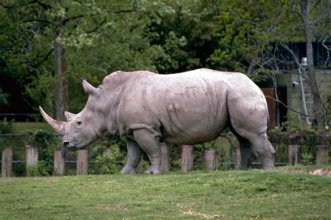 Free Picture White Rhinoceros Square Lipped Rhinoceros African