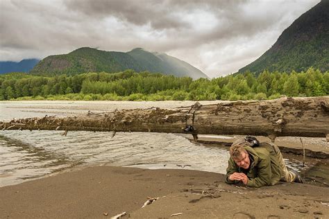 A Man Crawling Under A Large Fallen Tree In British Columbia Canada