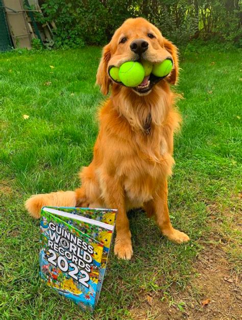 Golden Retriever Takes Guinness World Record For Most Tennis Balls In Mouth