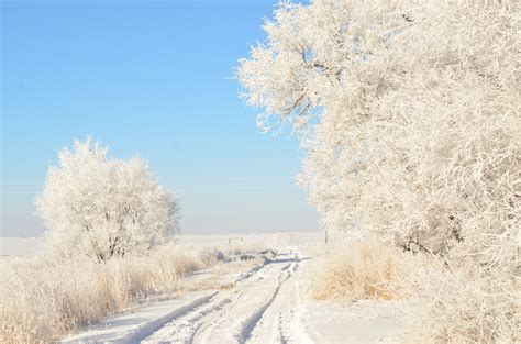 Free Images Landscape Tree Nature Branch Snow Winter Plant Sky