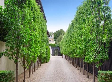 Maybe you would like to learn more about one of these? Pyrus 'Capital' Ornamental Pear 8" Pot - Hello Hello ...