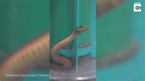 Desconecta Una Mujer Succiona Una Serpiente Venenosa Con La Aspiradora