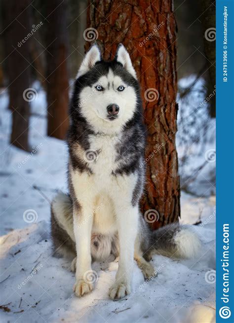 Portrait Cute Siberian Husky Dog In Sunny Evining Forest Stock Photo