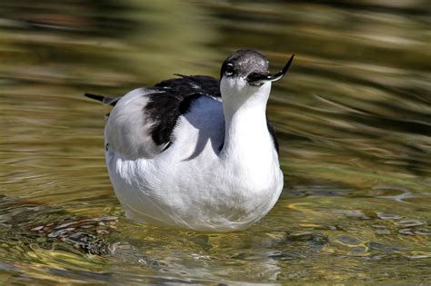 Avocet Pensthorpe 27 09 15 Jamie Reeve Flickr