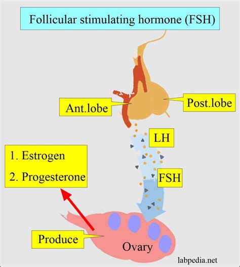 Follicle Stimulating Hormone Fsh Follicular Stimulating Hormone Ecd