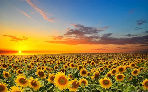 Sunset Over Sunflowers Field Mac Wallpaper Download Allmacwallpaper