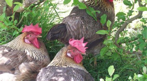 Heat Stress And Keeping Your Chickens Cool The Backyard Chicken Farmer