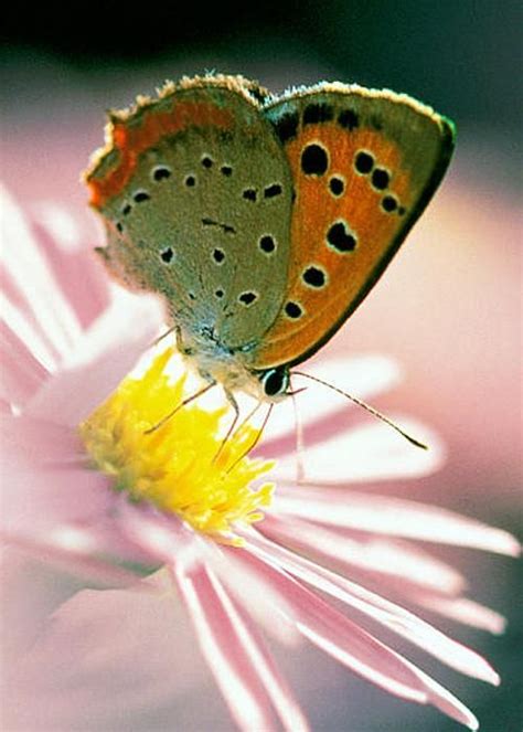 close up of butterfly on flower greeting card by panoramic images butterfly butterfly on