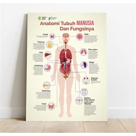 Poster Anatomi Tubuh Manusia Dan Fungsinya Puskesmas Sekolah Hiasan