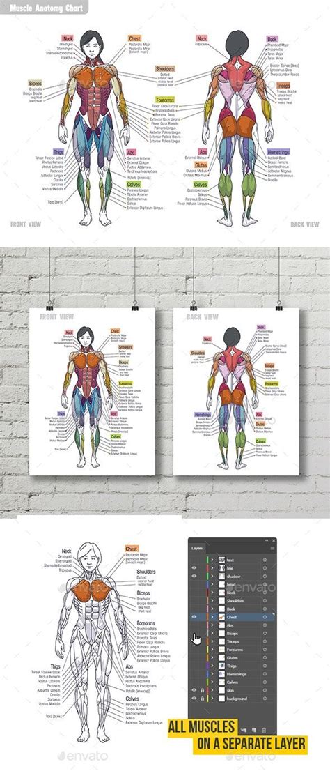 Women Muscle Anatomy Сhart Muscle Anatomy Anatomy Muscle Women