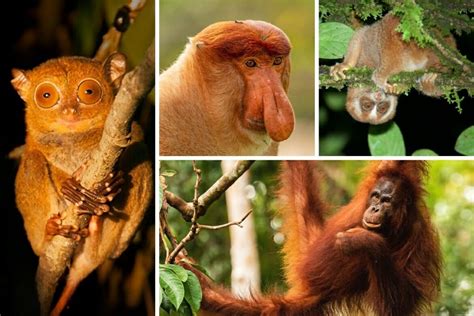 12 Incredible Borneo Animals And The Best Places To See Borneo Wildlife