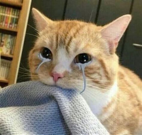 Top 29 Crying Cat Memes Cute Cat Memes Cat Memes Cat Crying