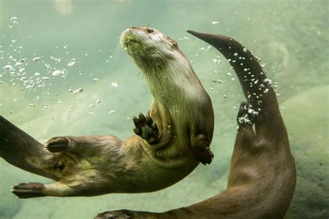 River Otter Pups Swimming