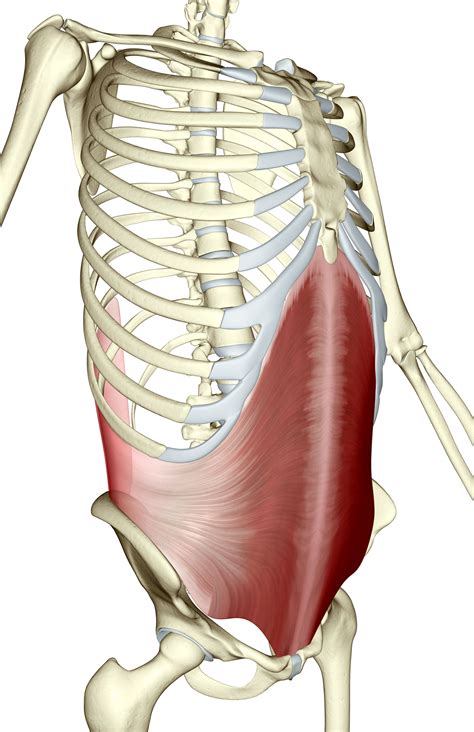Transverse Abdominus A Core Strength Abdominal Muscle