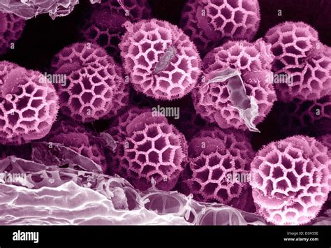Electron Microscope Pollen Hi Res Stock Photography And Images Alamy