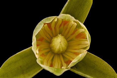 Maryland Biodiversity Project Tulip Poplar Liriodendron Tulipifera