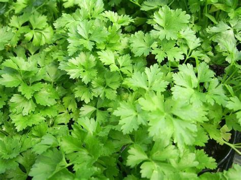 17 Common Parsley Plant Problems How To Fix Them Solutions And Treatment