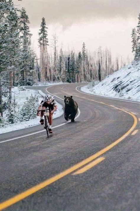 Bear Running After Cyclist Blank Template Imgflip