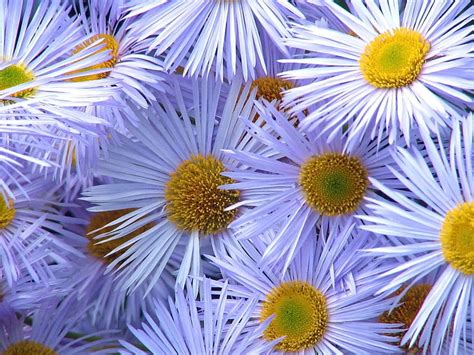 1920x1080px Free Download Hd Wallpaper Purple Chinese Aster