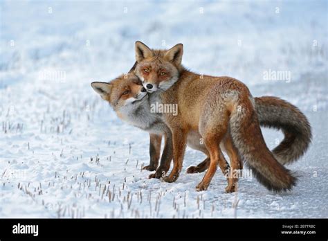 Pair Red Foxes British Hi Res Stock Photography And Images Alamy