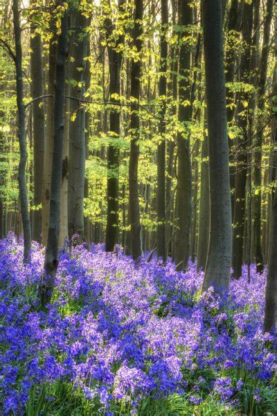 Vibrant Bluebell Carpet Spring Forest Landscape Stock Photo By