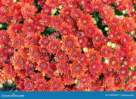 Closeup Of Natural Red Chrysanthemum Stock Image Image Of Bouquet