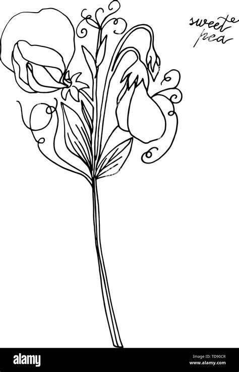 Hand Drawn Sweet Pea Flower Floral Design Element Isolated On White
