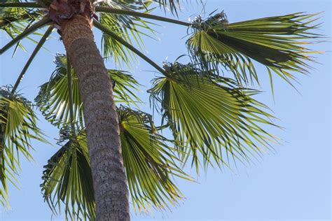 How To Grow And Care For Mexican Fan Palm