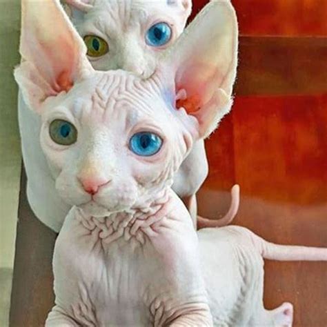 Why Are Hairless Cats So Wrinkly Diy Seattle