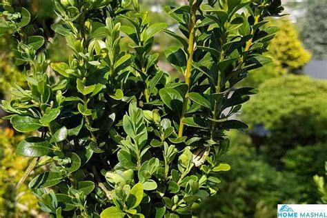 12 Different Types Of Boxwood Shrubs With Photos