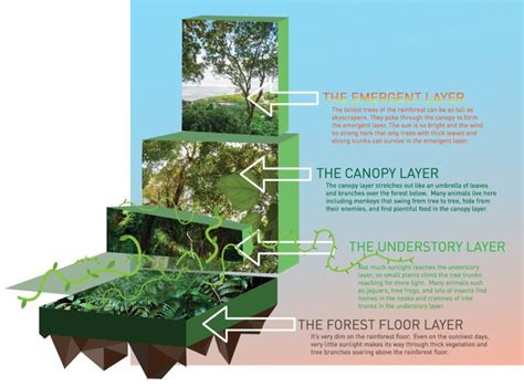 What Are The Layers Of The Rainforest Rainforest Rainforest Theme