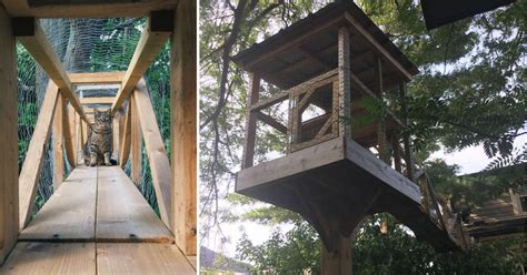 Cats love to be up high, whether they're scouting, hunting, or just looking for a breezy place to relax. Cat Owners Dad Builds Treehouse So His Indoor Cats Can ...