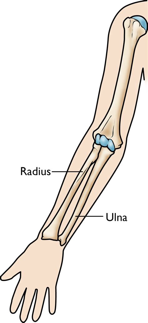 Anatomy Of The Arm Bones