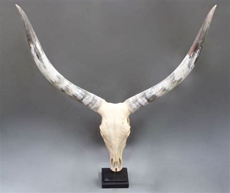 Ankole Watusi Cattle Skull With Horns On A Stand Stock Blanchard